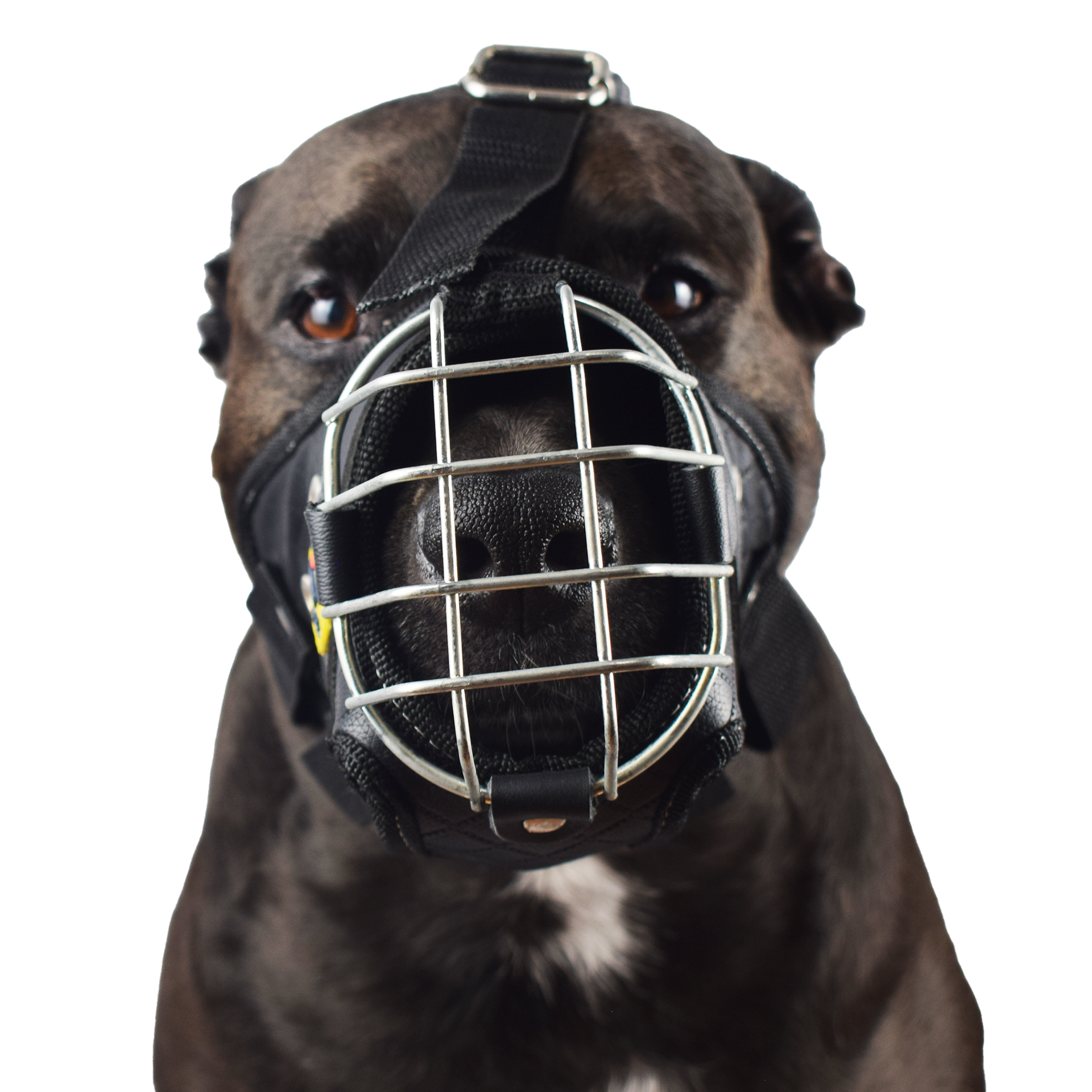Bozal Para Perro Con Malla Metálica Nuevo Modelo 2 Bozal Para Perro Con Malla Metálica Nuevo Modelo - Image 2